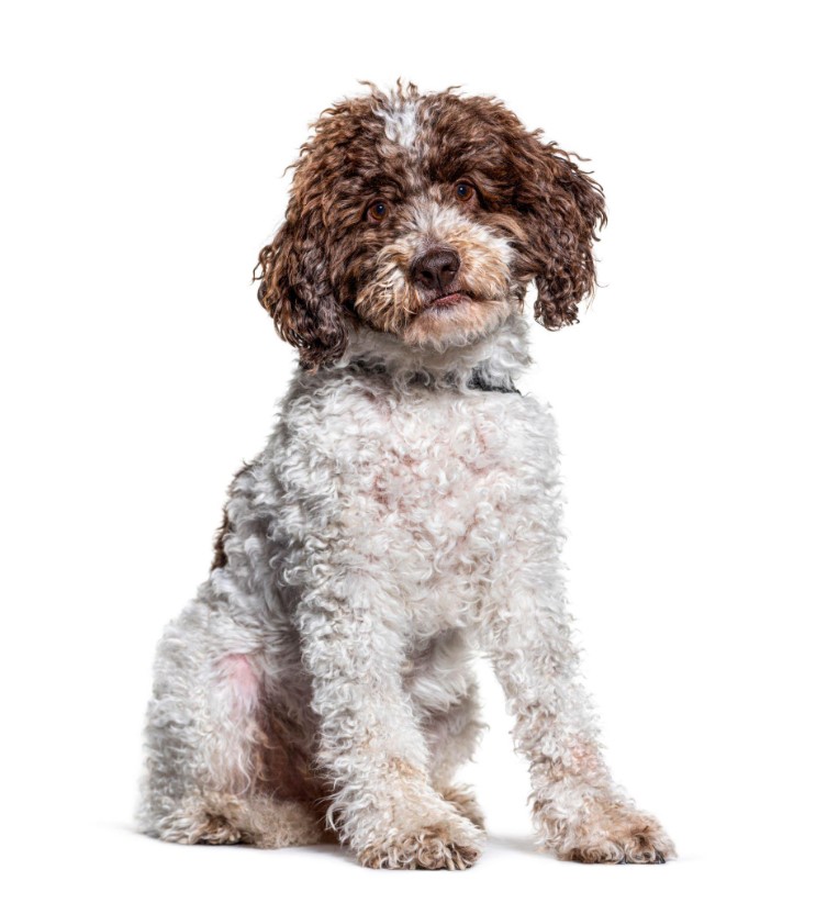 10 Best Hypoallergenic Dog Breeds of 2023 – (Also Cute) 9 Lagotto Romagnolo